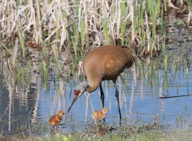 Yampa Valley Crane Festival Event